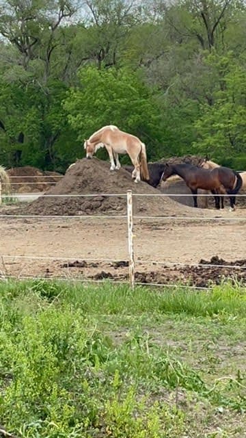 A Wilderness Stable