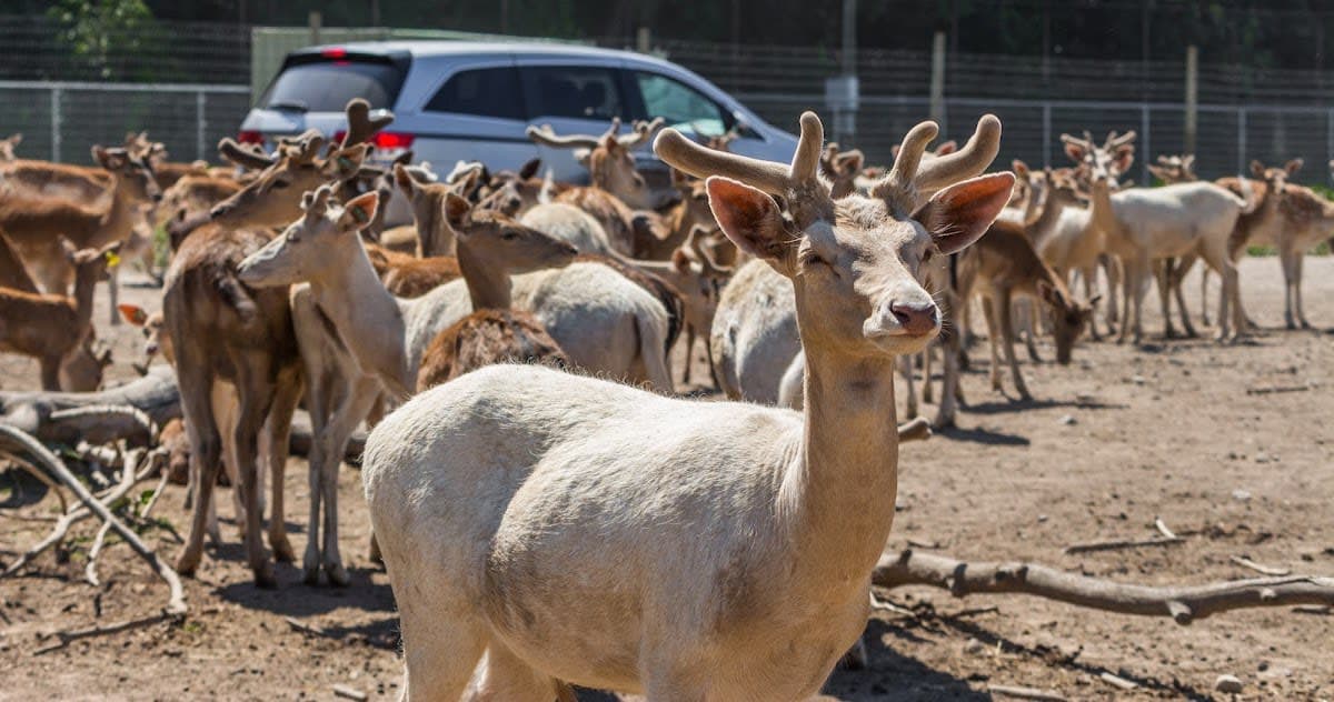 African Safari Wildlife Park