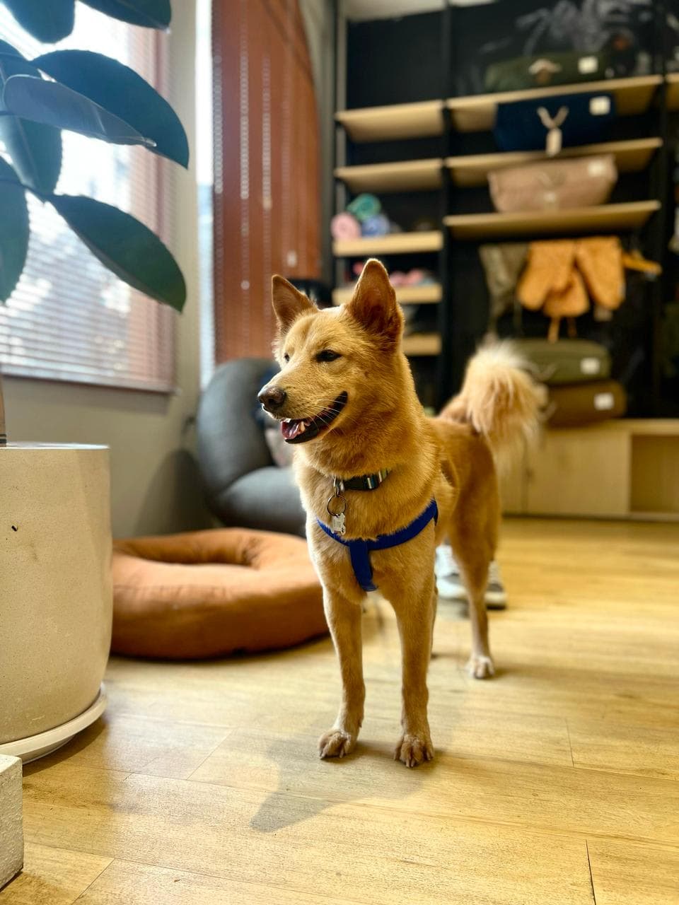 Archie Pet Grooming