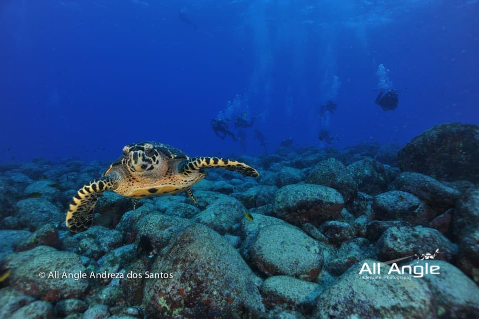 Atlantis Divers