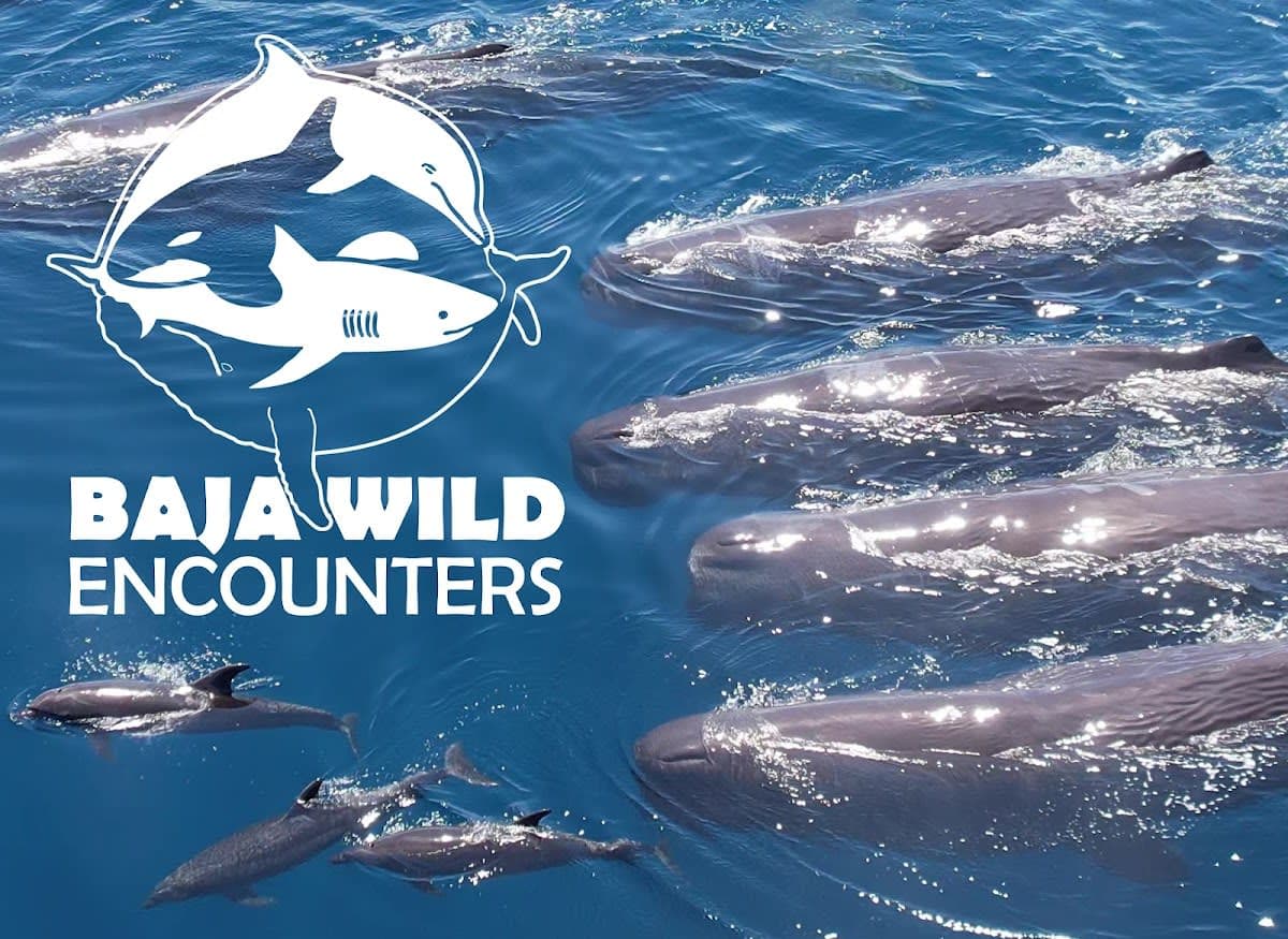 Baja Wild Encounters