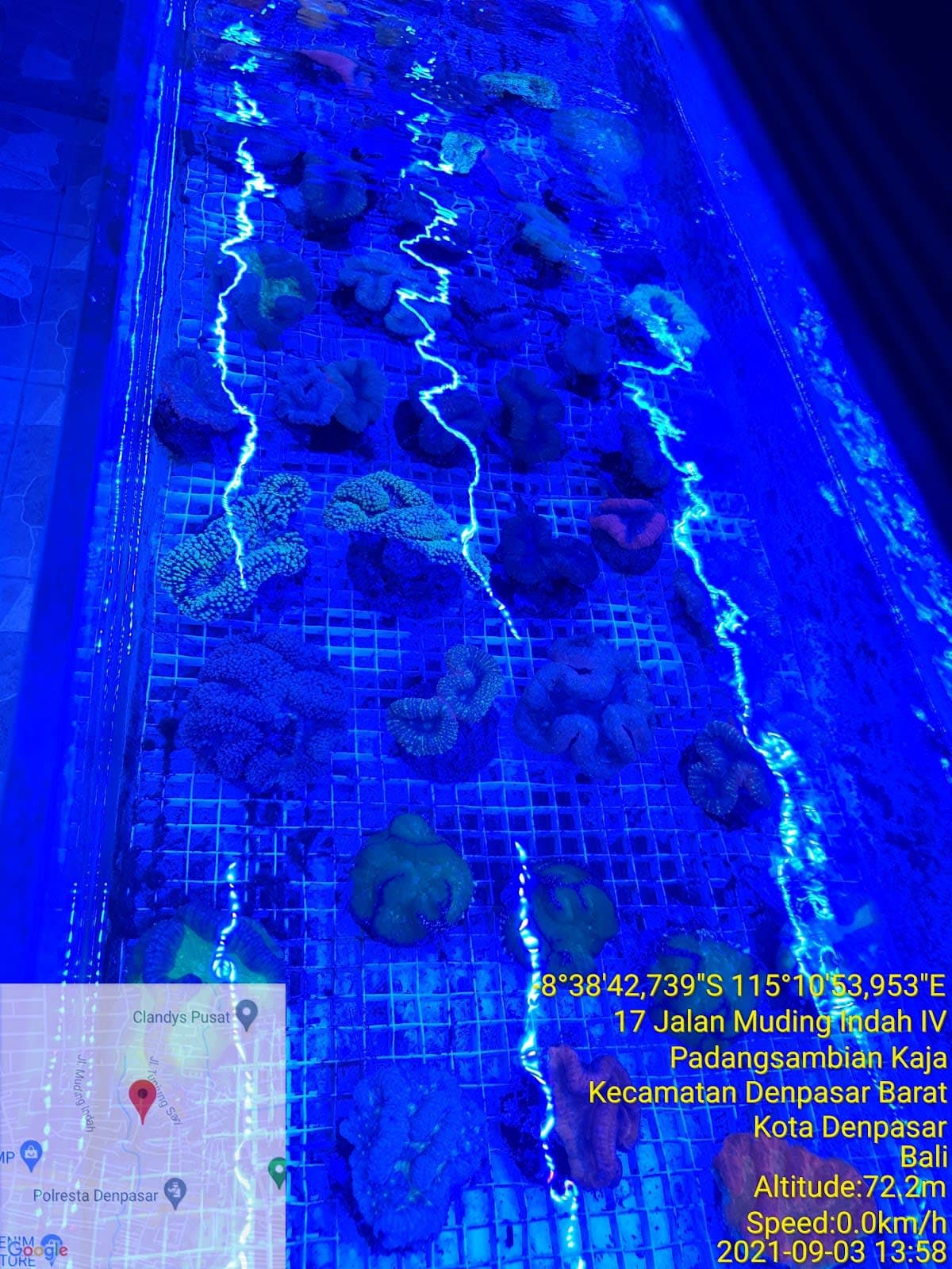 Bali Aquarium. CV
