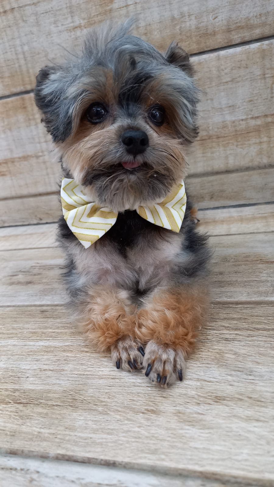Barber Dog Brasil