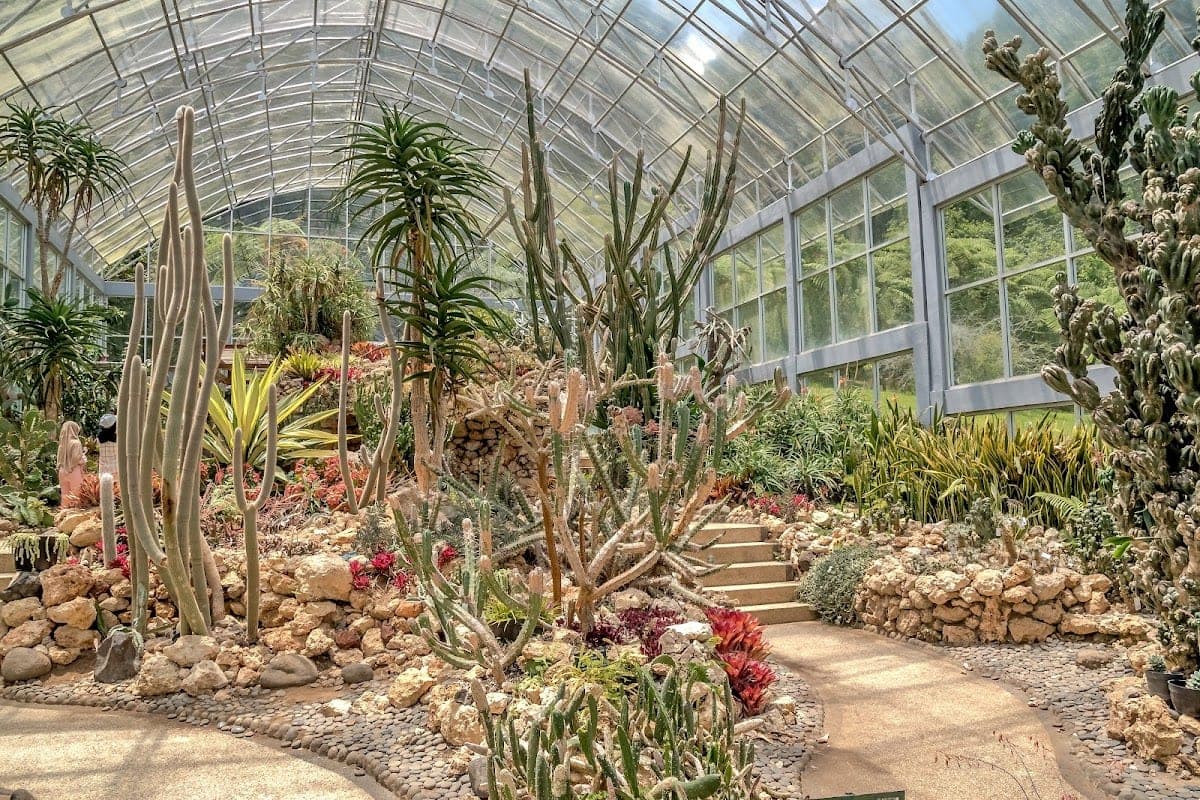 Cactus Garden