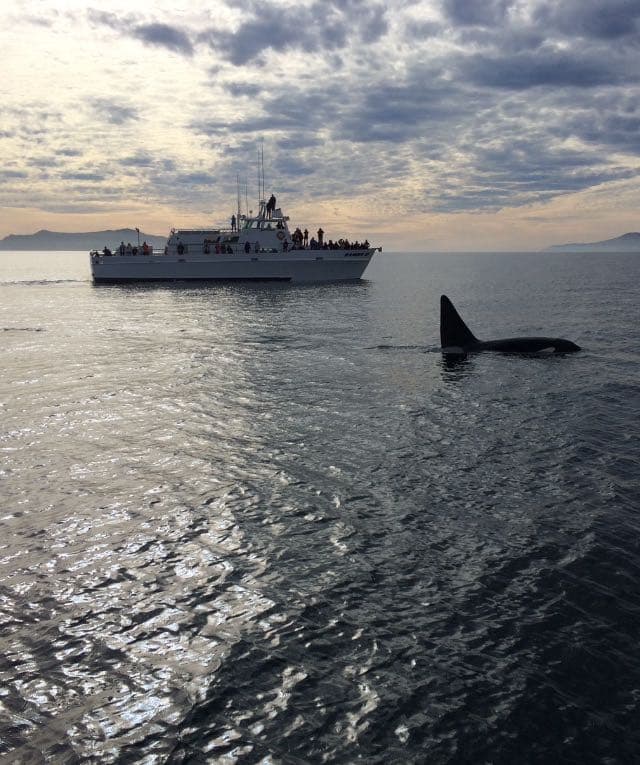Channel Islands Whale Watching