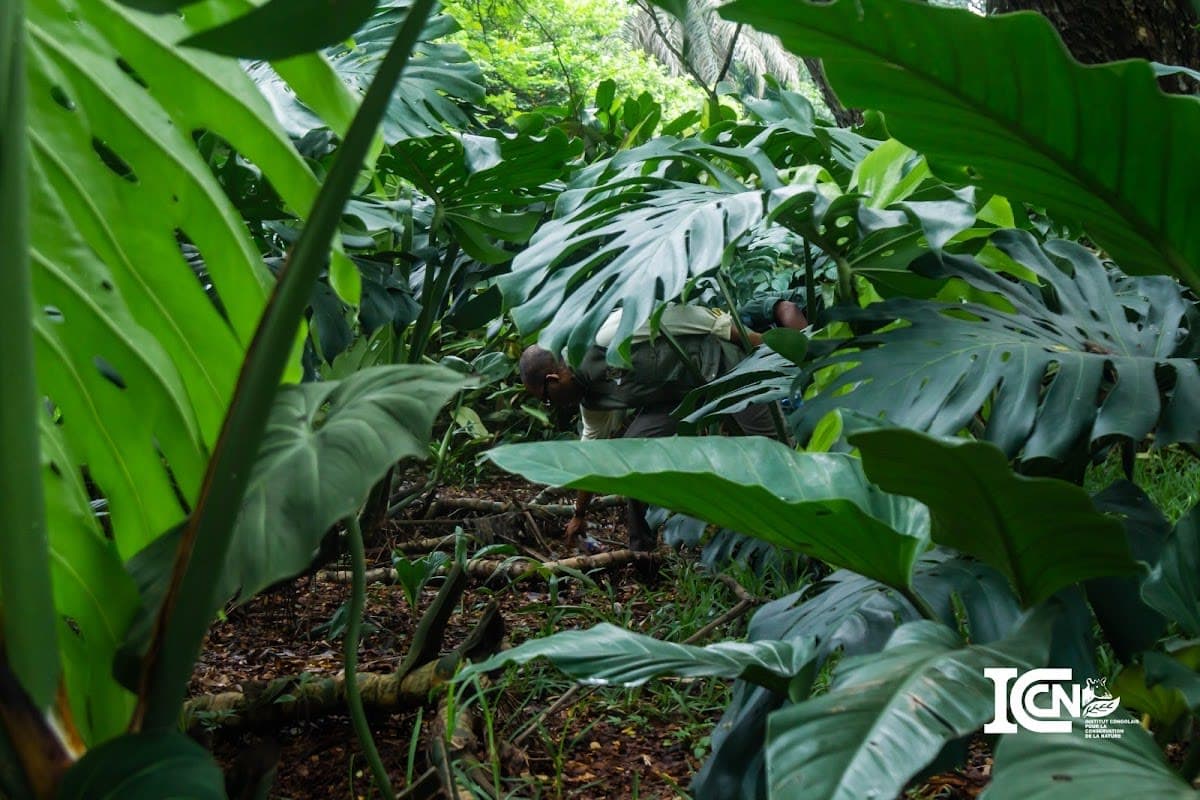Congolese Wildlife Authority