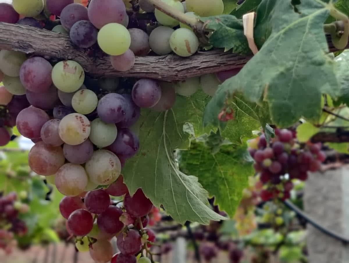 Cumbum Valley Winery Private Limited