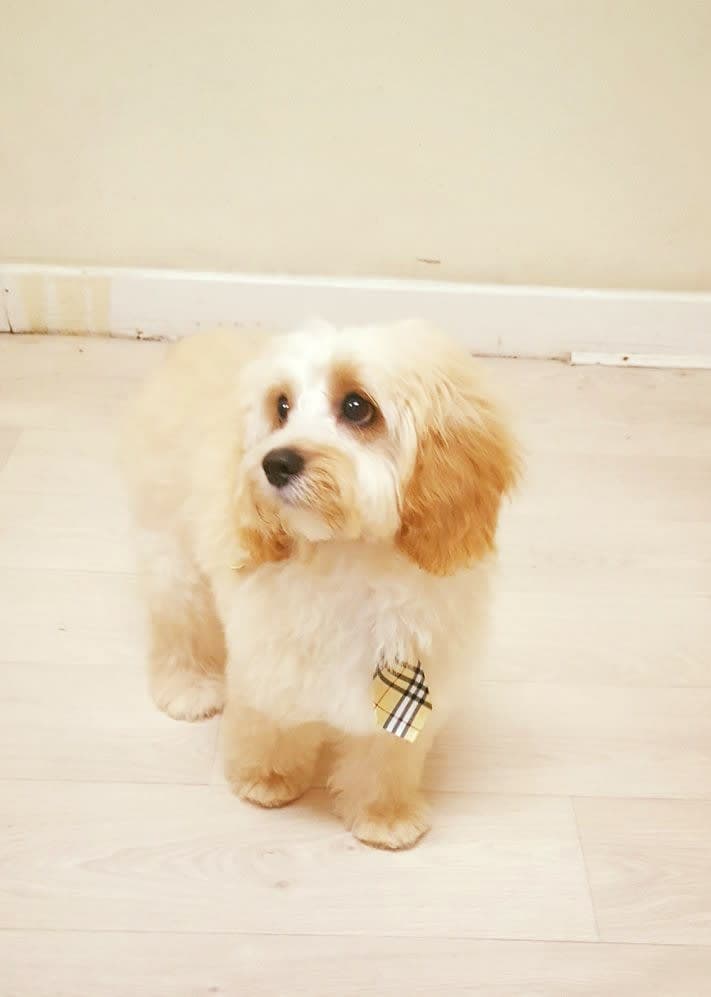 Deluxe Mutz dog grooming