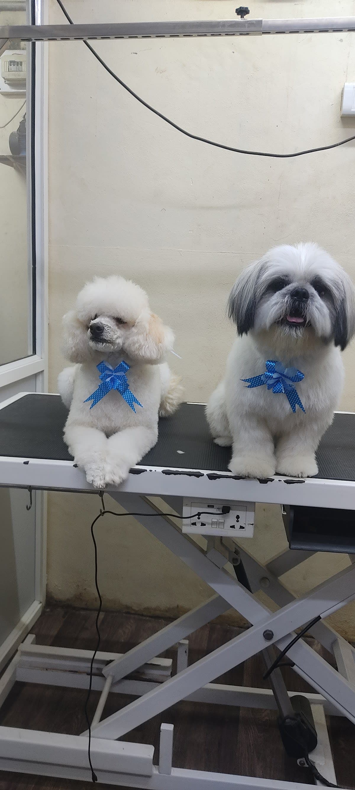 Dog Mitra | Pet Grooming Salon