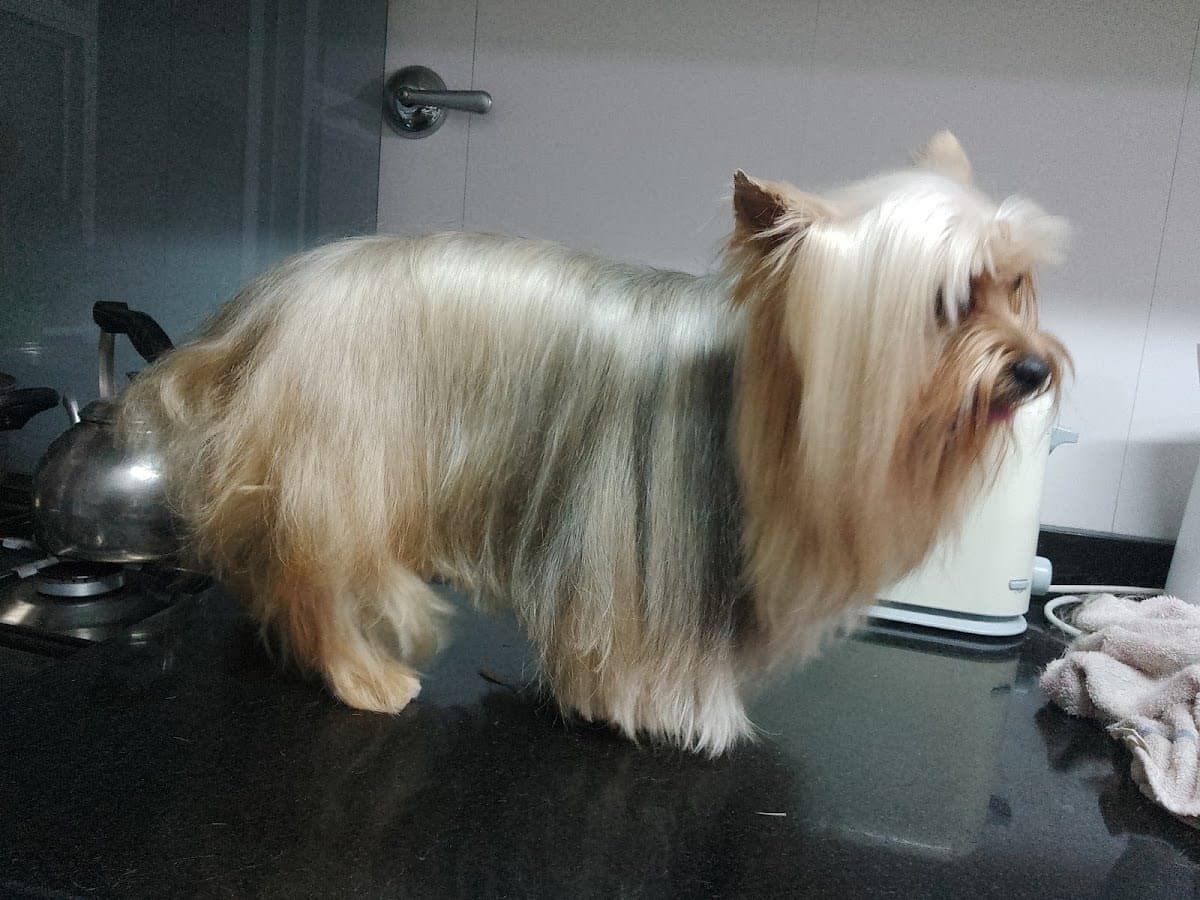Nail Trim