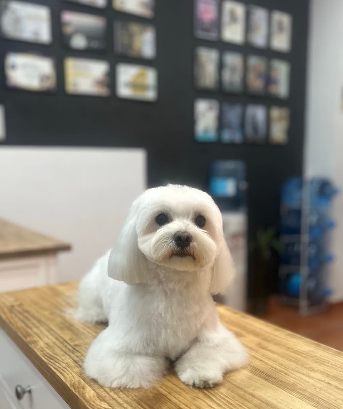 Doggy Wash
