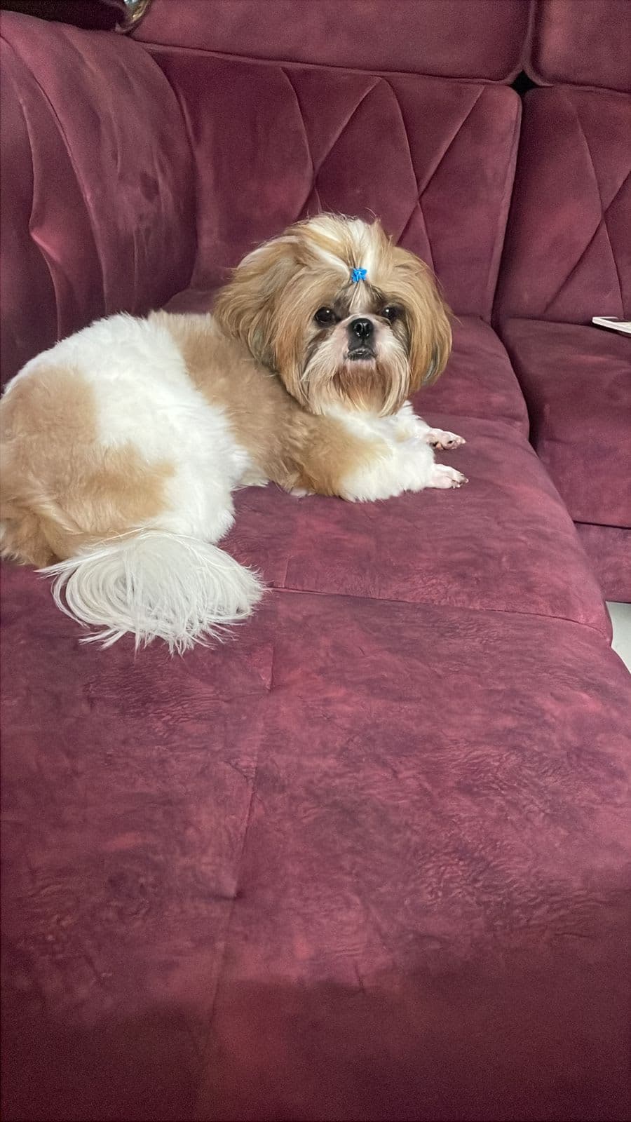 Dogs Styling Pet Grooming Studio