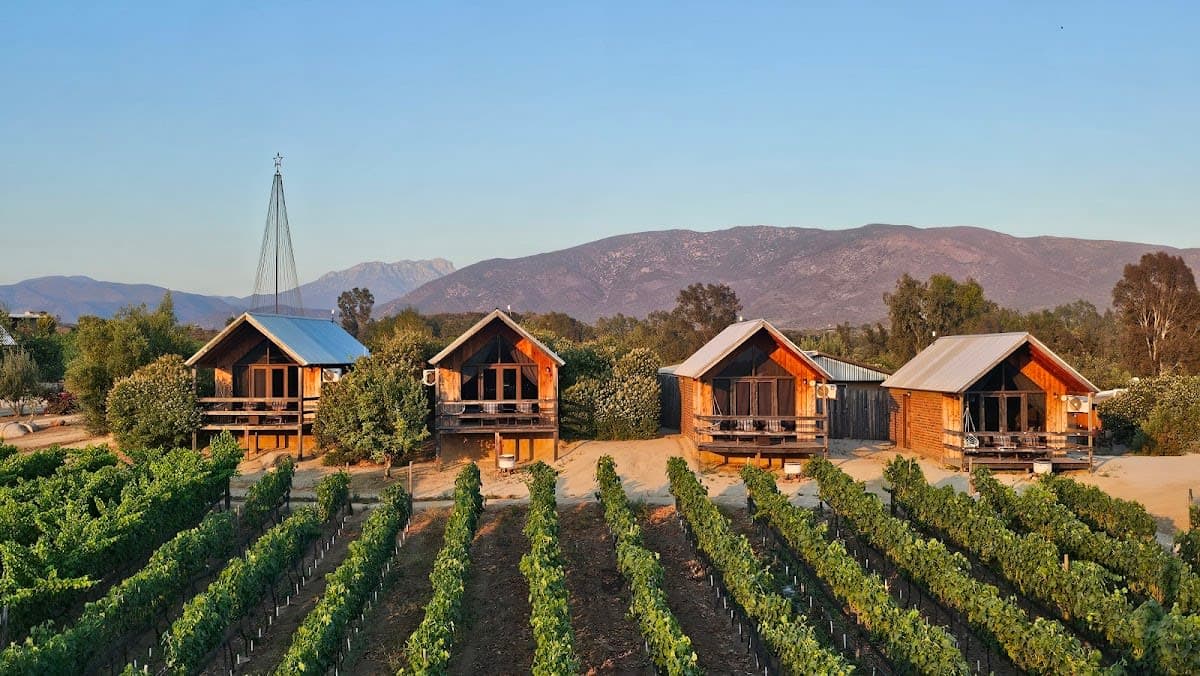 Don Tomas Vineyard