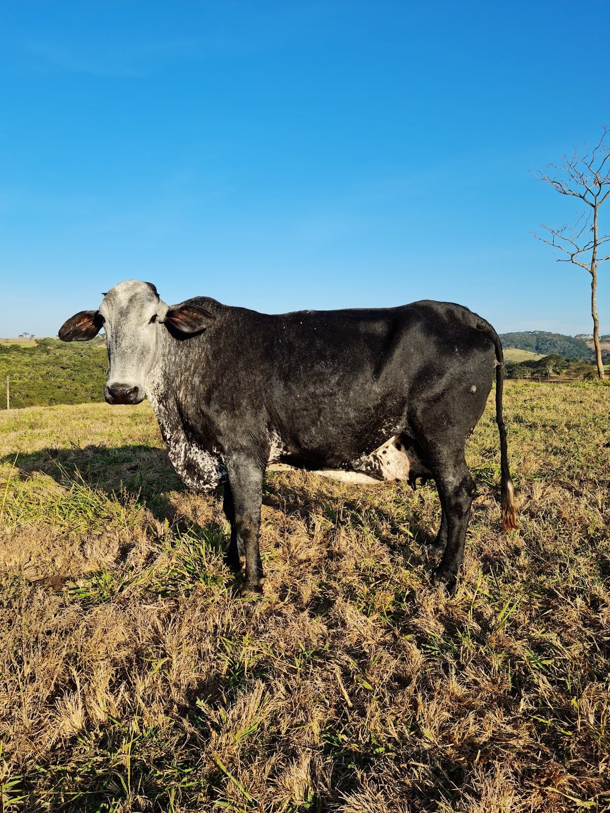 Fazenda Pavão