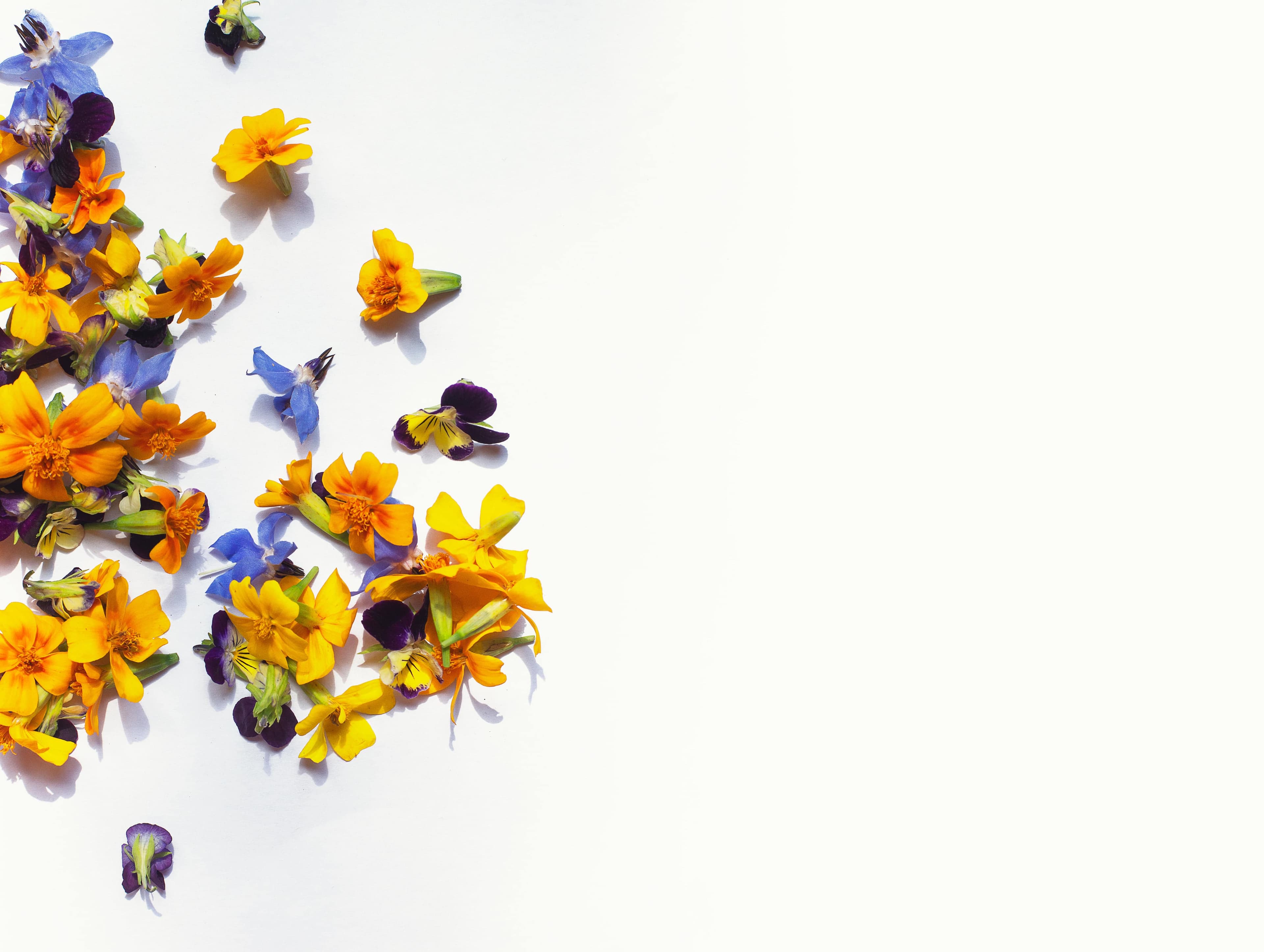 Flowers & Flowers