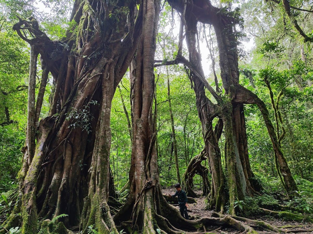 Giant Tree Kebun Raya Bali