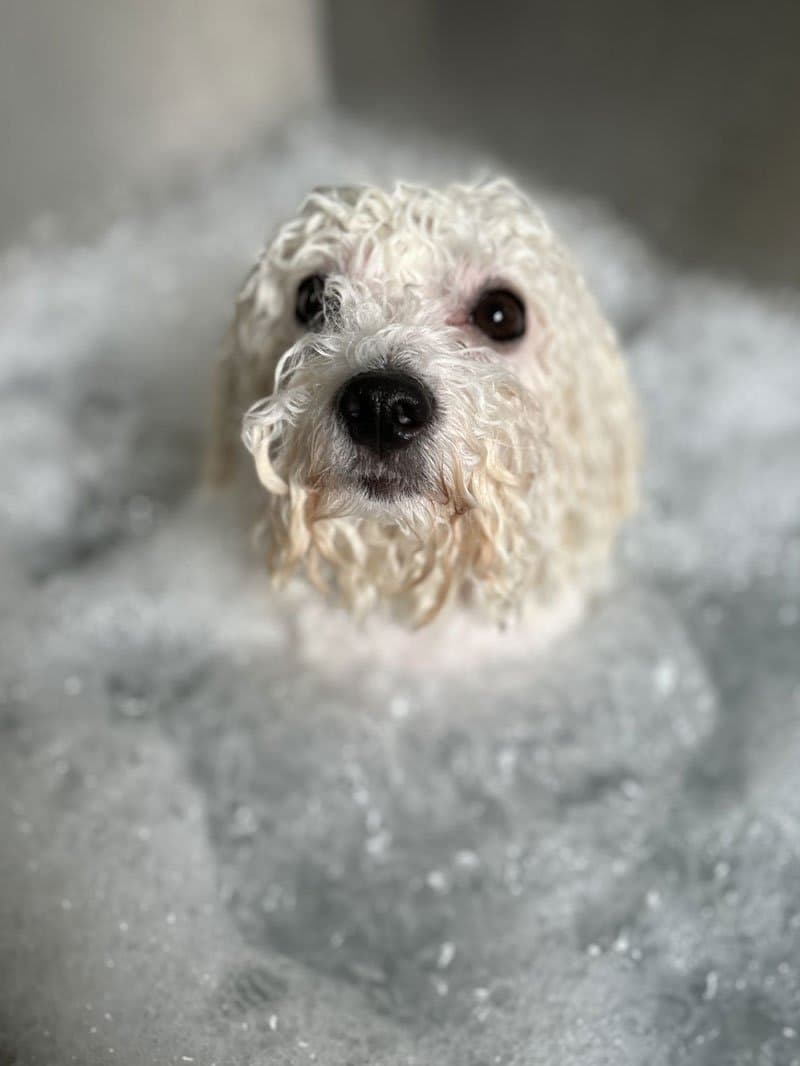 GlamourPets - Grooming salon Amsterdam