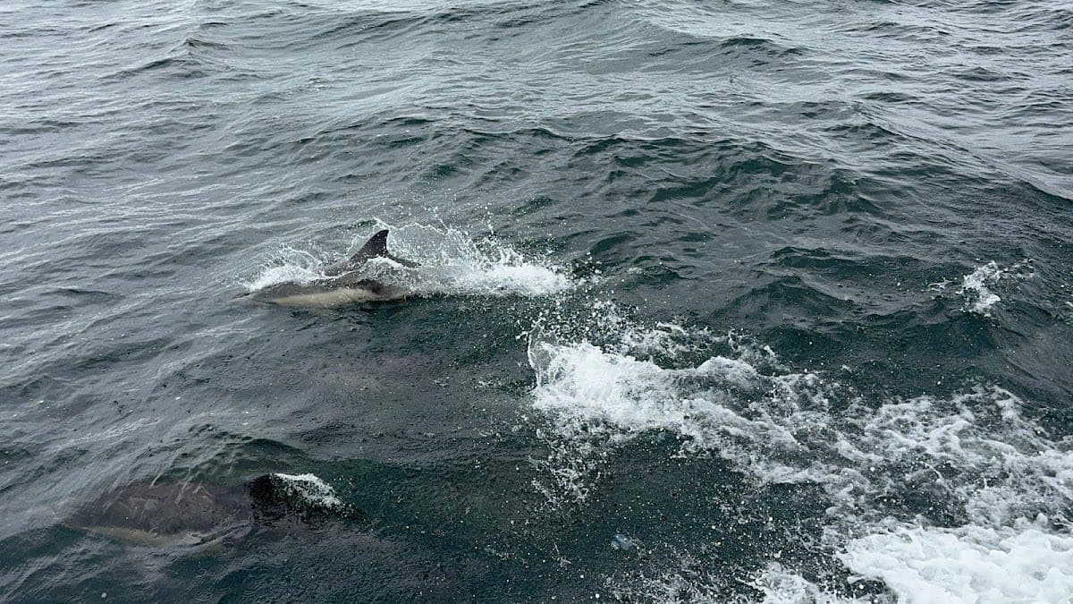 Go Whale Watching California
