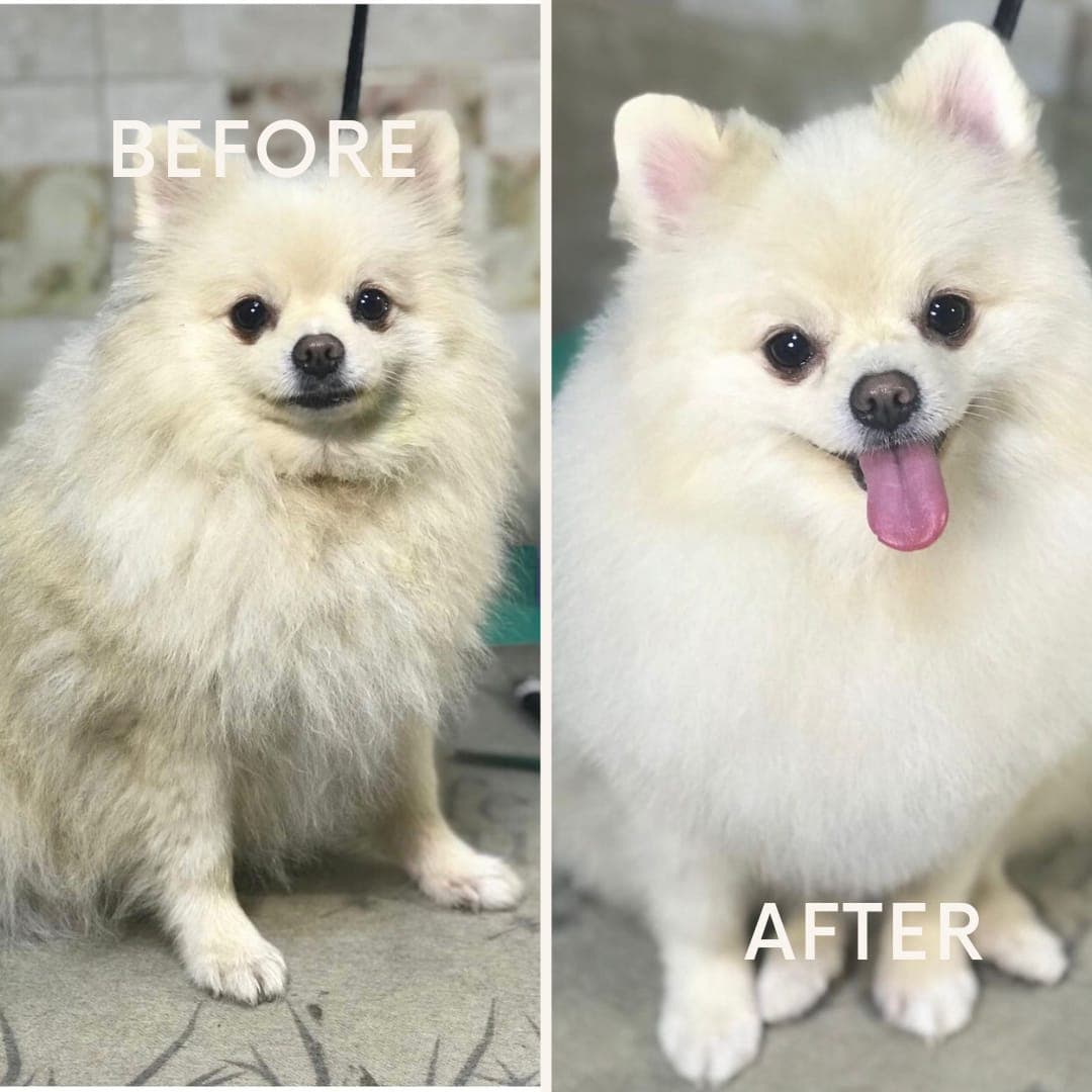 Good Dog Pet Grooming & Spa
