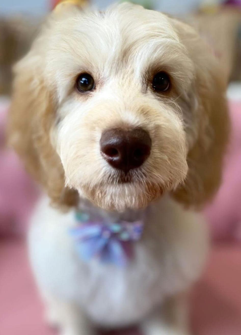 Groom-me by Lisa-Marie