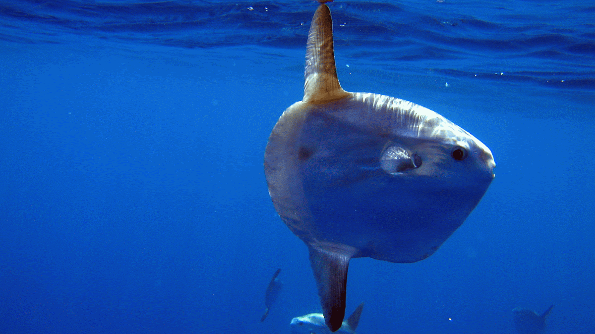 Haliotis Dive Center Peniche
