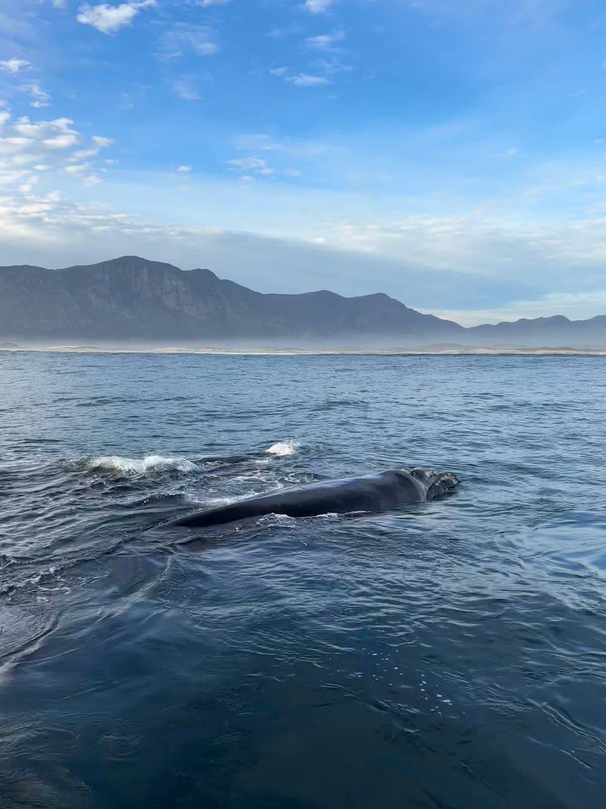 Hermanus Whale Cruises