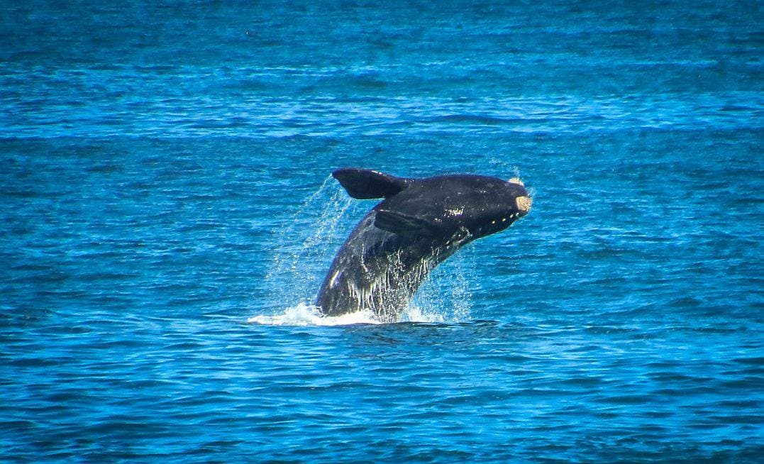 Hermanus Whale Watchers