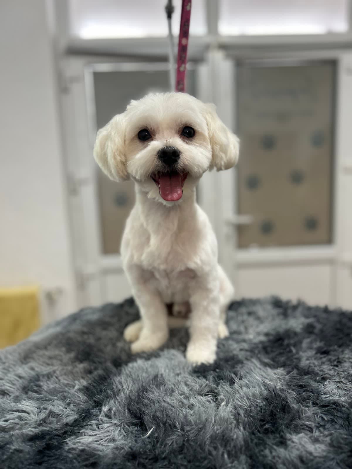 IMPERIAL PET STYLING, SALON CANIN