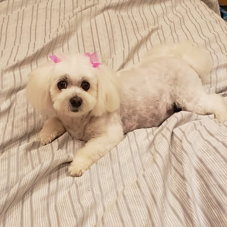 Kay's Pet Grooming
