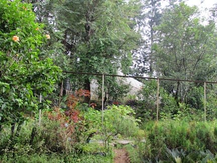 Lajwanti Nursery