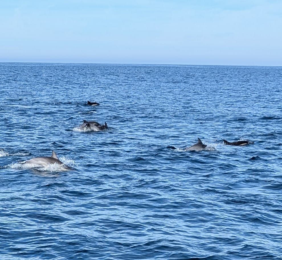 Legacy Whale Watch