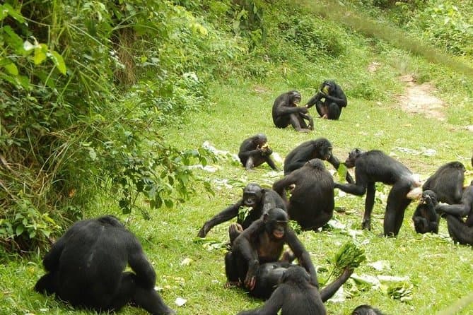 Lola ya Bonobo Sanctuary