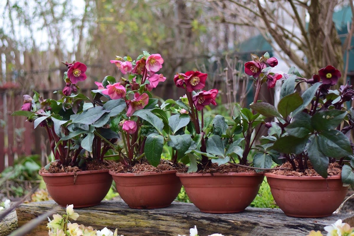 Luca Perene Nursery