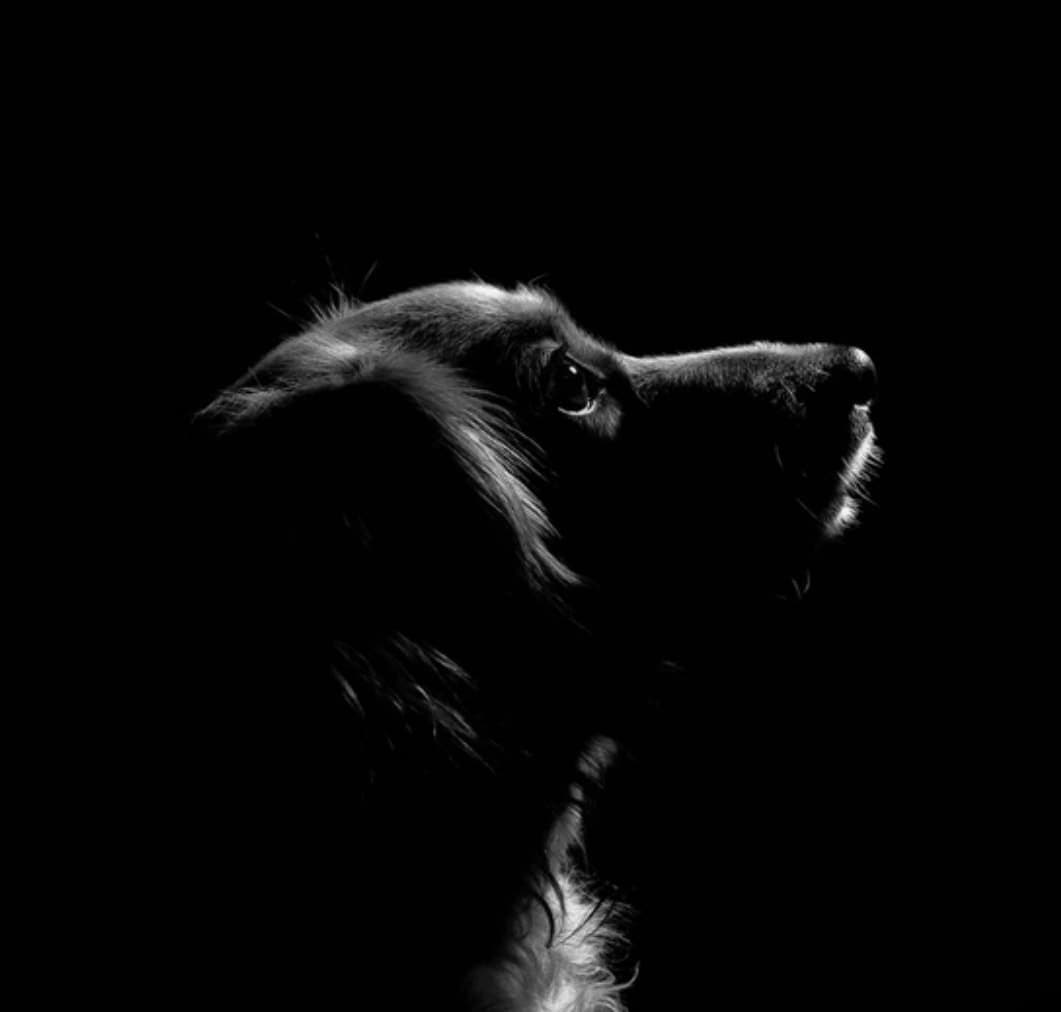 Lucky Dog Grooming