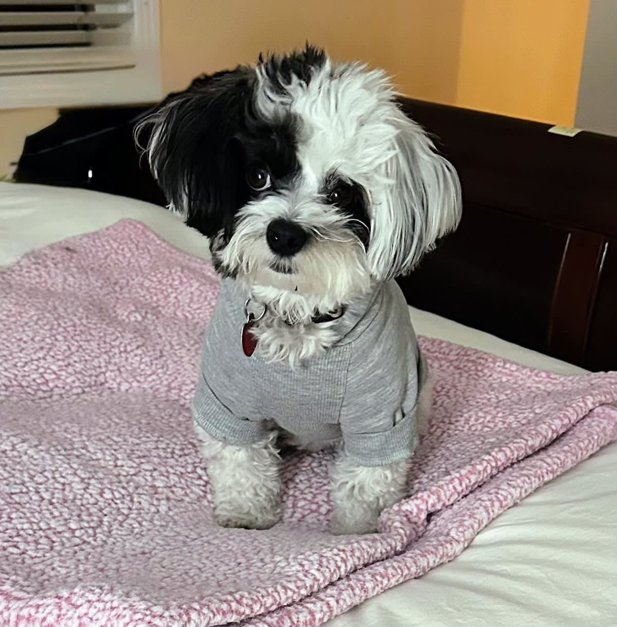 Lucky Paws Grooming