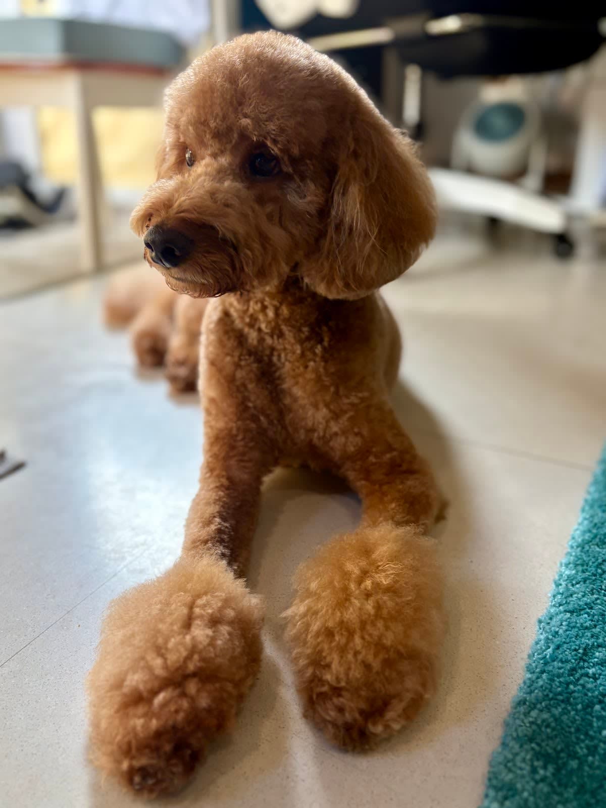 MAD About Grooming!