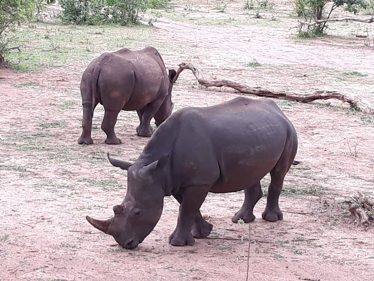 Mambo Tours, Zambia