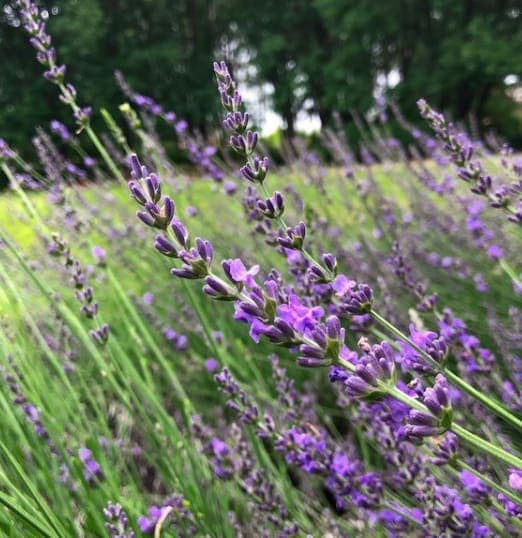 McCrory Gardens