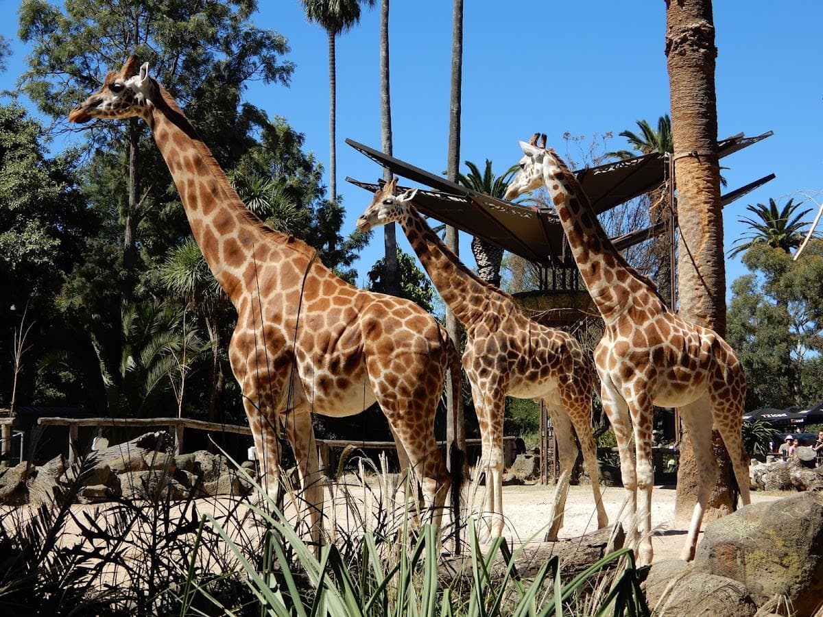 Melbourne Zoo