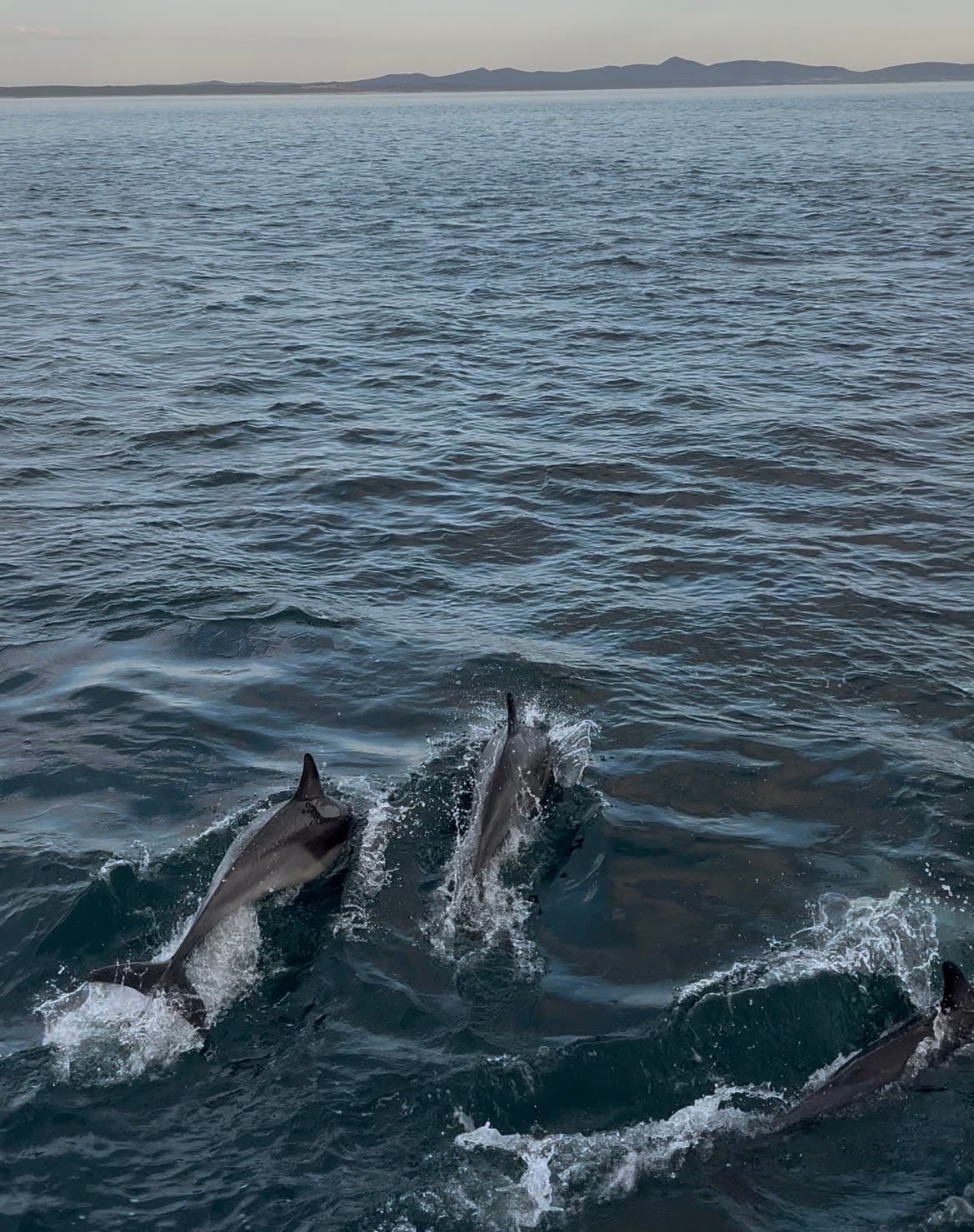 Neptune's Divers & Cruises
