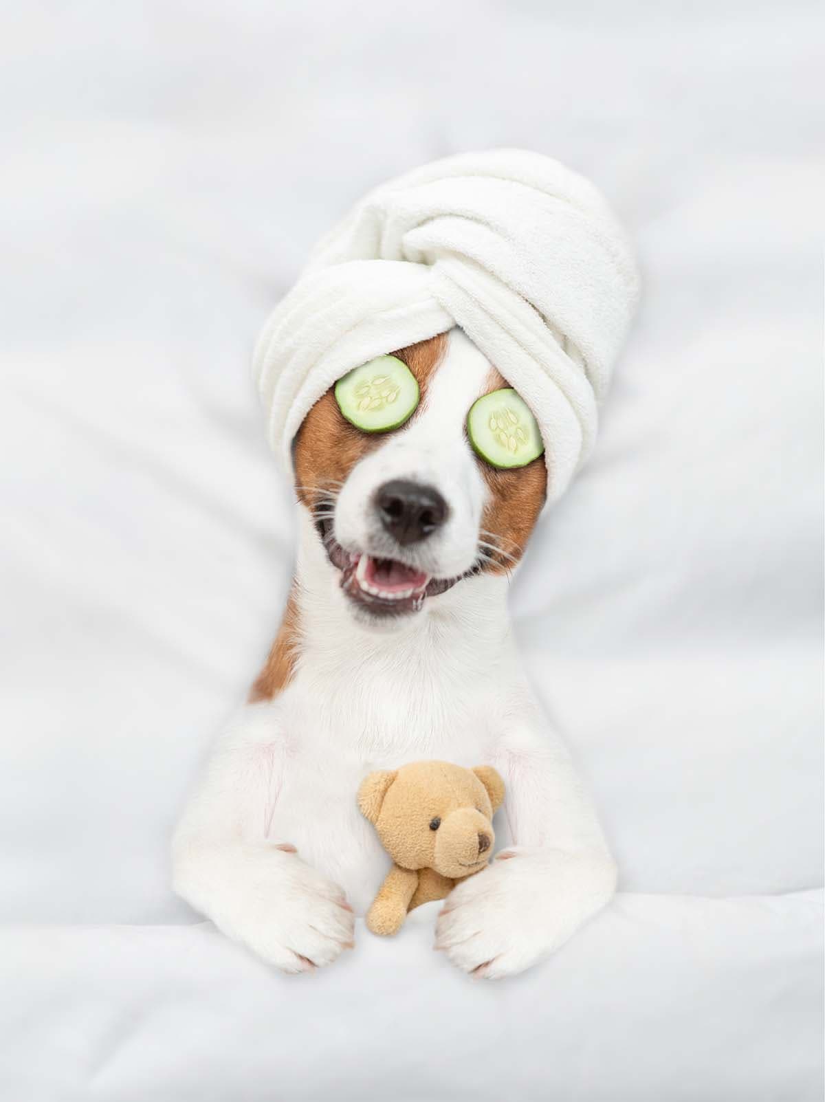 Pawlour Spa - Dog Groomers