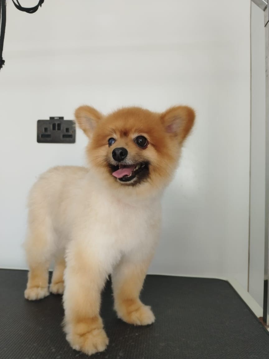 Paws&Claws Mobile Pet Grooming Services