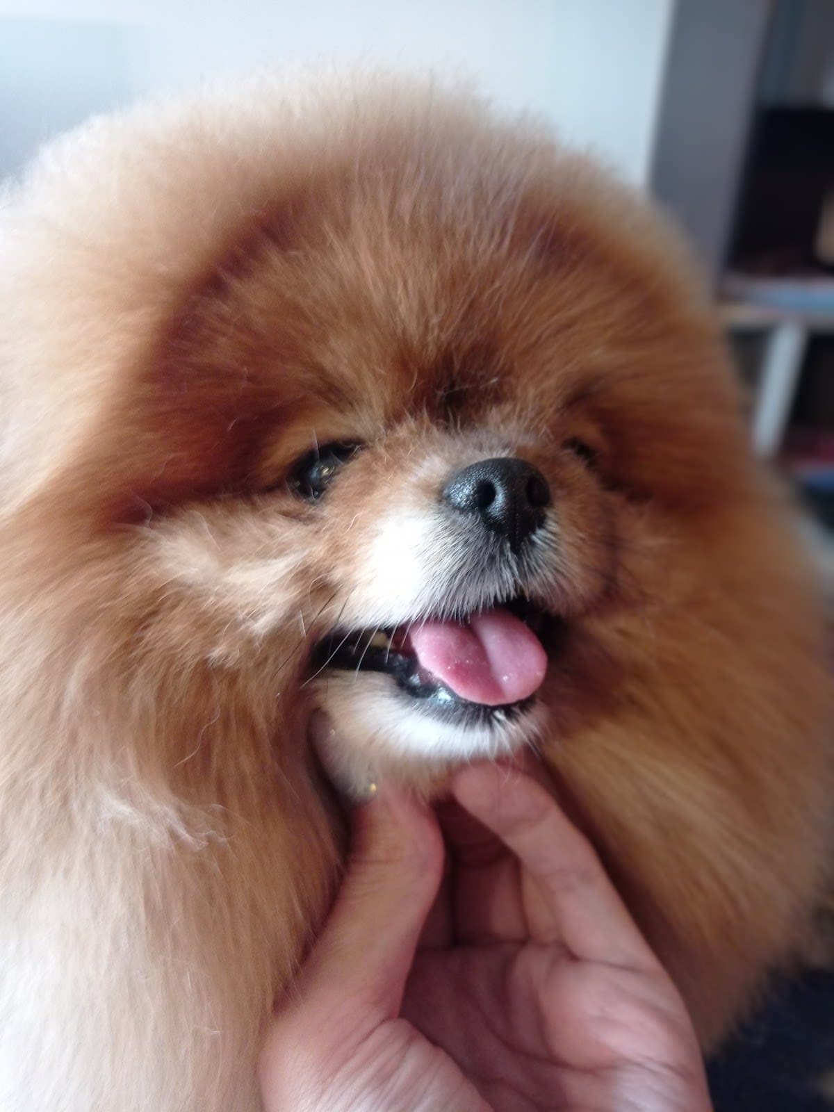 peluqueria canina a domicilio