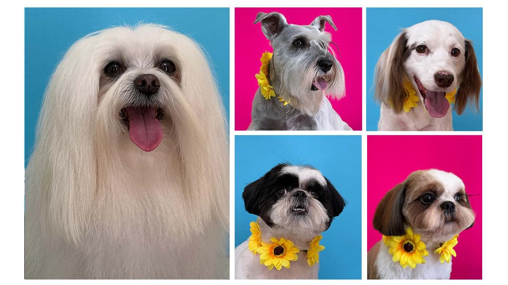 Pet Salon Gloria Rojas