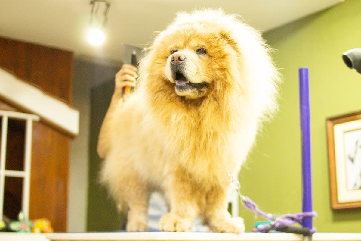 PeTTherapy & Care