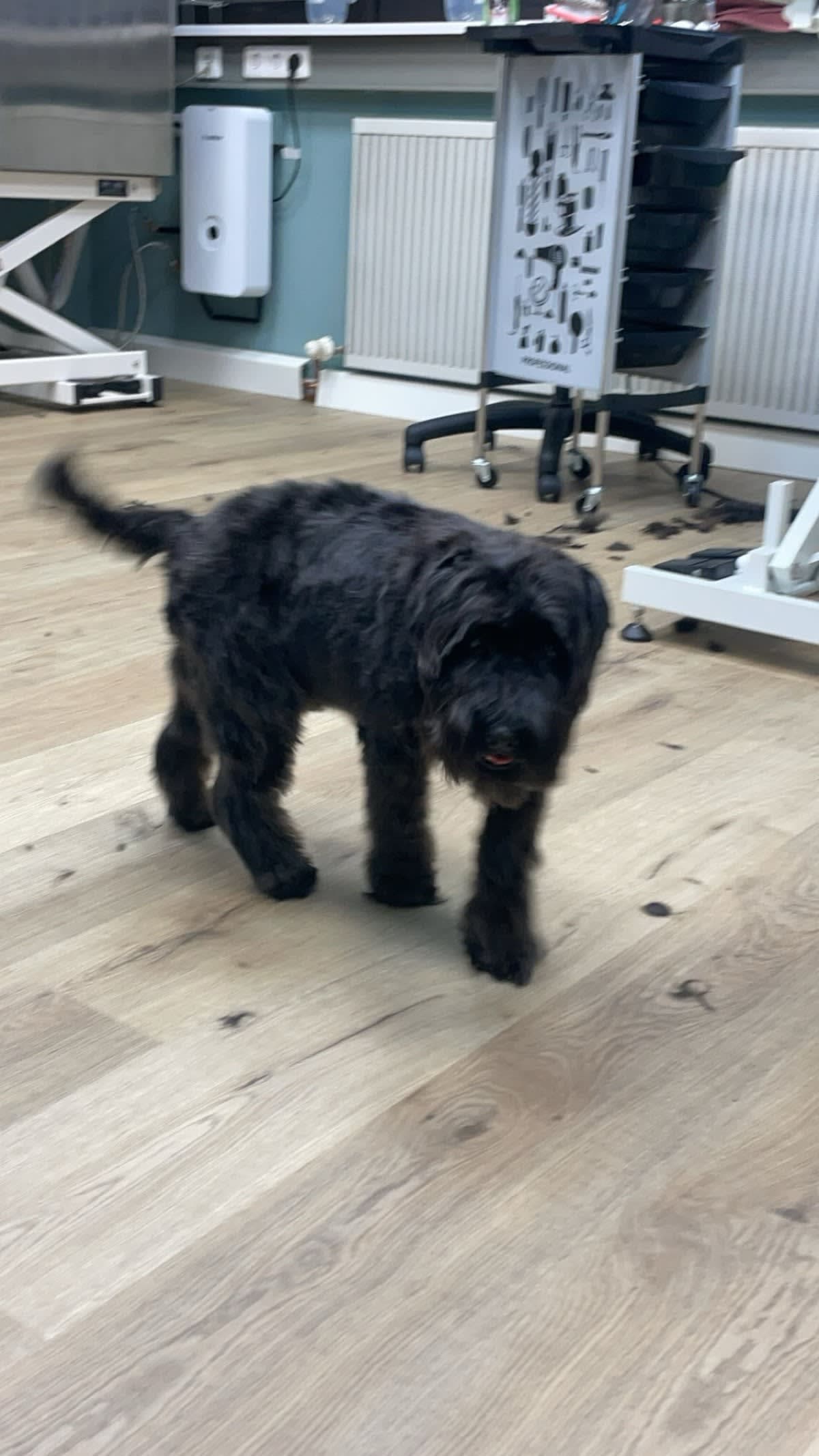 Rachel's Hundesalon