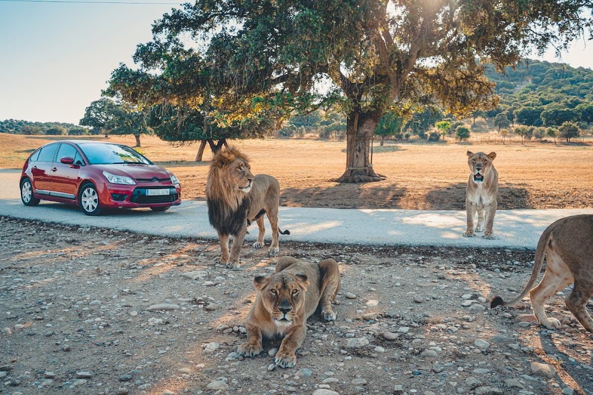 Safari Madrid