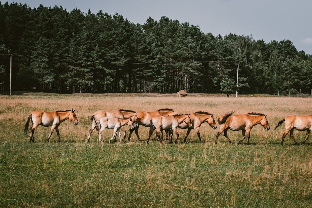 Safari-Park Medvyno