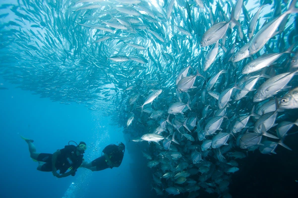 Sail Rock Divers