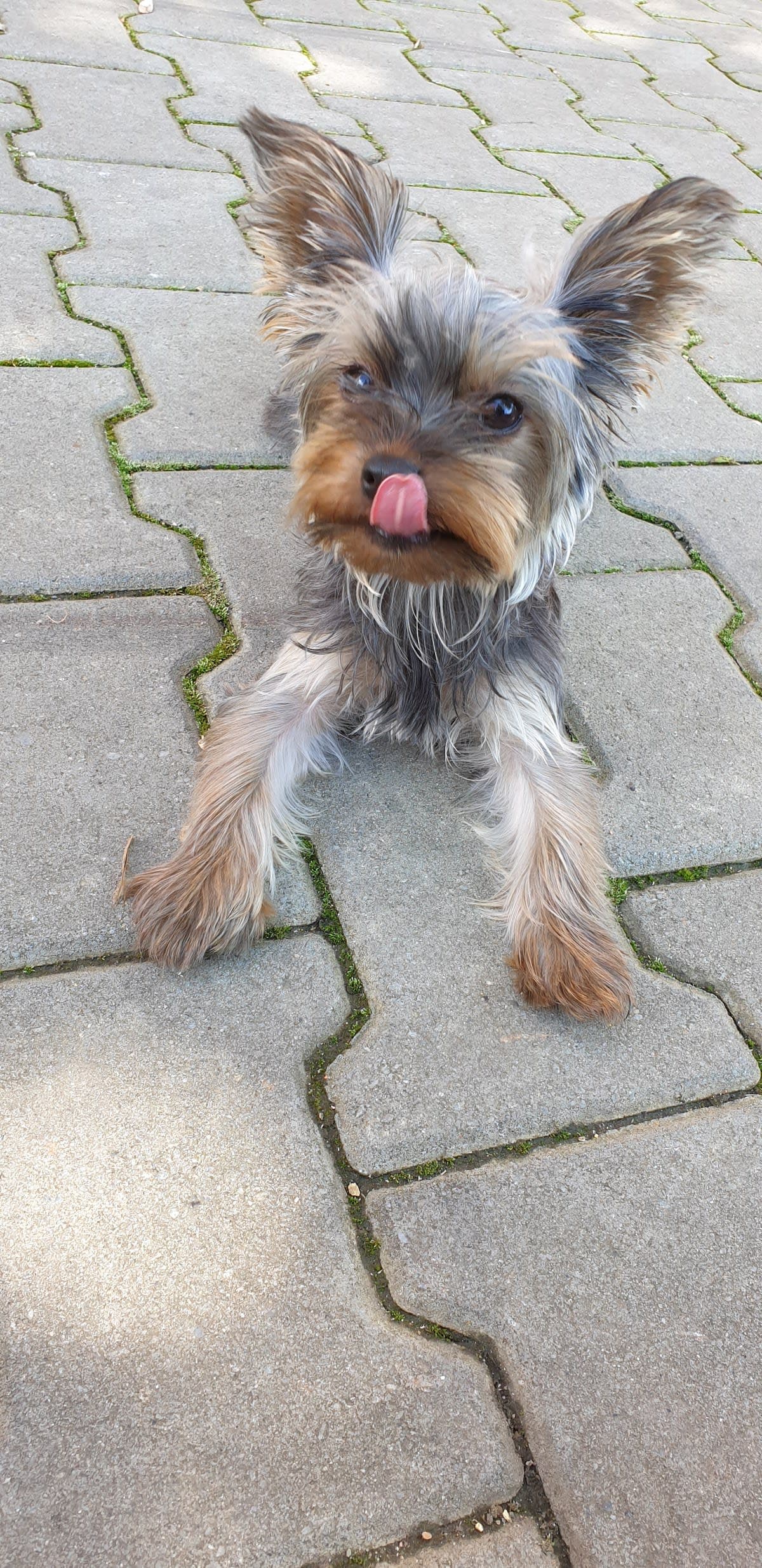 Salon Canin Bella